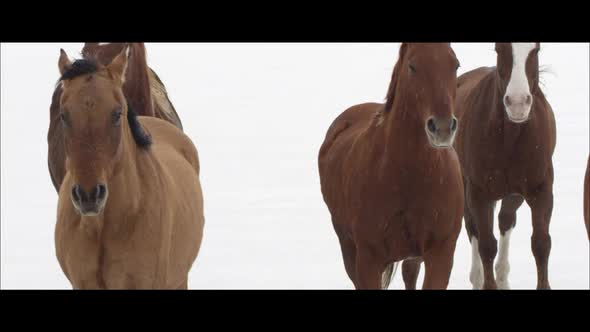 Up close slow motion wide screen of horses running as it is snowing. alt