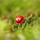 Closeup Wildlife of a Ladybug in the Green Grass in the Forest - VideoHive Item for Sale