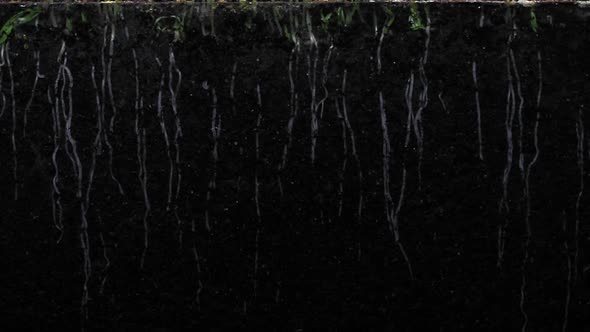 Time-lapse of germinating carrots roots below the surface alt