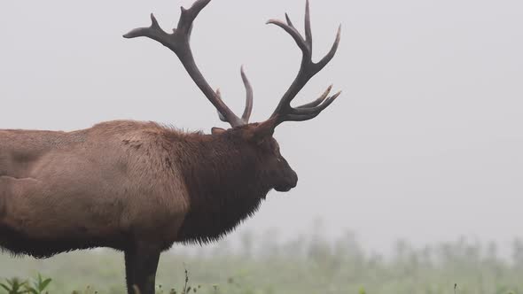 Bull Elk in Grand Teton National Park
