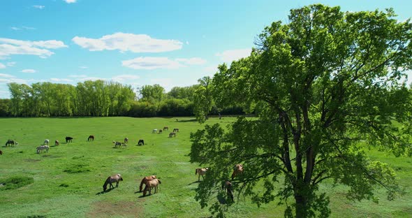 A Herd of Horses in the Meadow