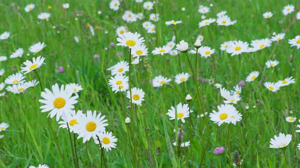 Daisy meadow. Spring meadow full of daisies