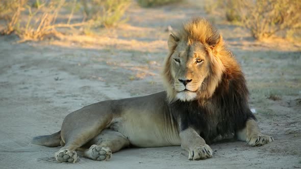 Male African Lion In Early Morning Light alt
