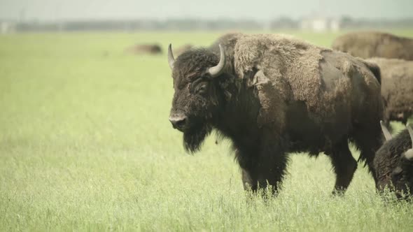 Nature: Bison in a Field on Pasture, Slow Motion alt