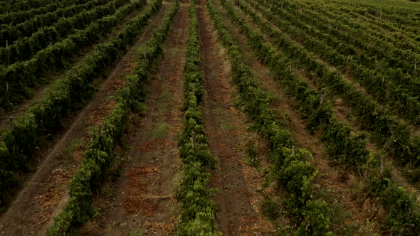 Aerial View Over Vineyard Fields