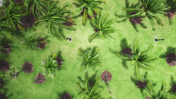 Cinematic Green Background with Top Down View on Green Palm Trees on Summer Day alt