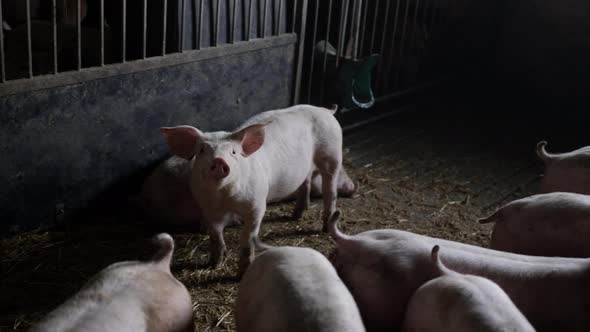 Pig Looking To Camera In Farmyard Pigpen alt
