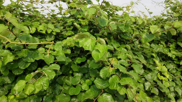 Kiwi Fruit Plant Agriculture alt