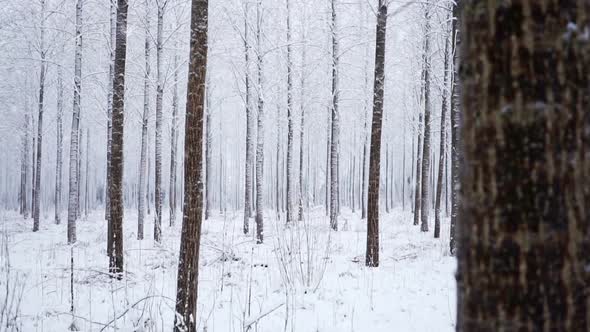 Forest in the Snow