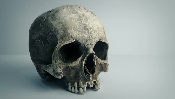 Old Skull In Plain White Area, Science, Education alt
