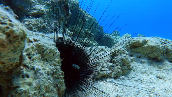 Small Fish Between Spines of a Long-Spined Sea Urchin