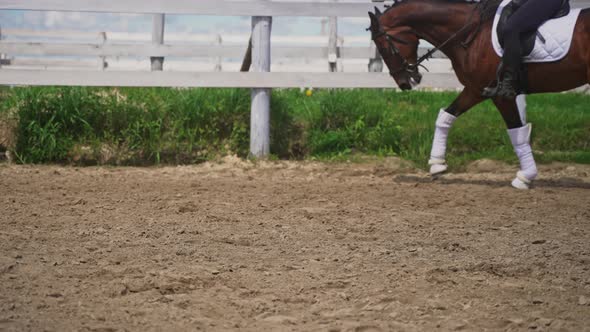 Girl Riding On A Dark Bay Horse Wearing Stockings Preparing For The Competition alt