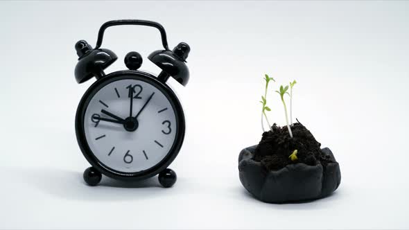 Time is money concept, plants growing on coins with clock on background, fast money grow, increase