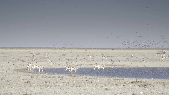 Thousands of Sandgrouse at a Waterhole