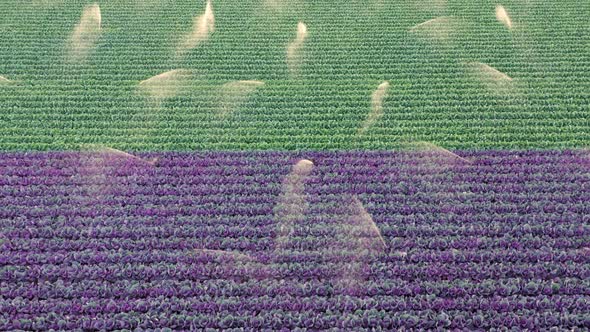 Drone Flying Over Purple and Green Farm Field at Sunset.  Water Spraying Kale alt