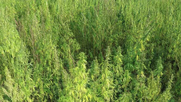 Medical Cannabis Farm alt