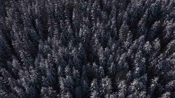 Winter Forest Snow Carpathian Top Down View on Pine Trees Aerial  Drone Video