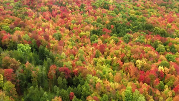 Cinematic Colors Fall Forrest with Saturated Yellow Red Orange Green Trees alt