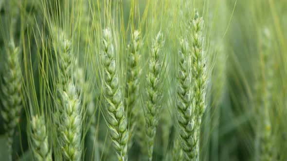 Fields Wheat Triticale Hybrid Triticum Rye Secale First Bred Mature Bio Organic Ear Class Pawheat