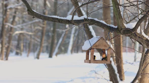 Hungry Birds Eat Food From Hanging Feeder on Sunny Winter Day in Park