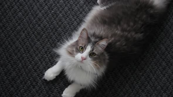 Cat On The Carpet alt