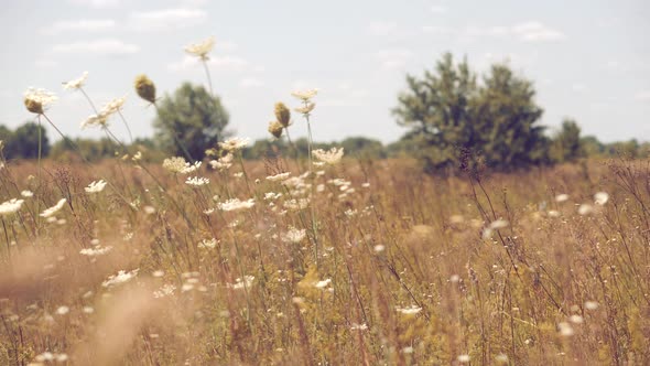 Grass Blowing On Nature Autumn Field .Fall In Herb Meadow On Pond Countryside. Nature Windy Day. alt