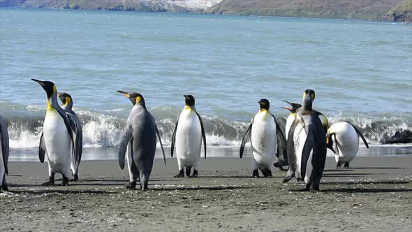 King Penguin on the Beach in South Georgia
