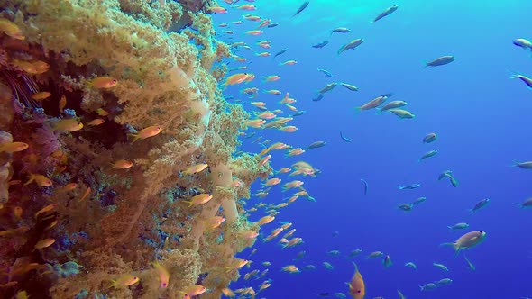 Underwater Colorful Fishes, Stock Footage | VideoHive