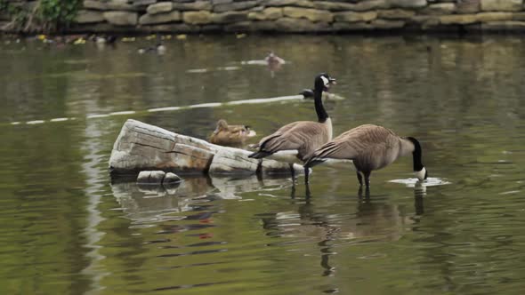 Geese Standing in a Shallow Pond alt