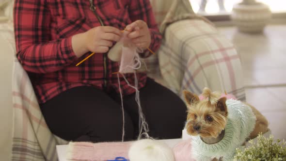 A Little Dressed Puppy and a Woman Knitting Another Clothes for It alt