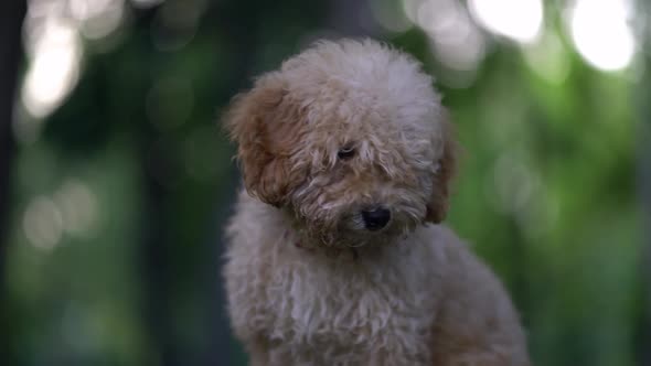 Cute Puppy Toy Poodle Sit Outdoors alt