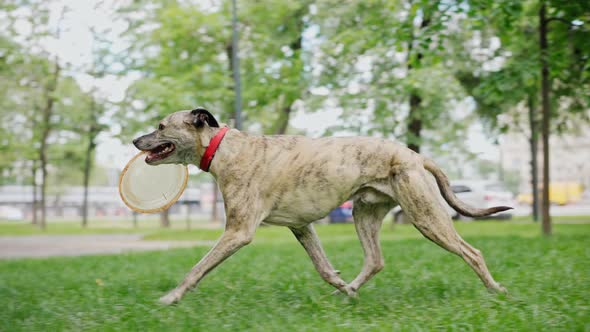 A Beautiful Dog Runs on the Grass in the Park with a Flying Disc in His Teeth alt