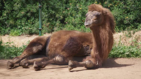 Camel resting on the ground in the zoo