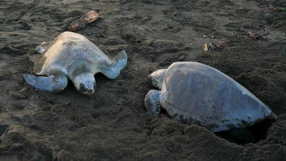 Atlantic Ridley Sea Turtles Spawning on a Tropical Beach