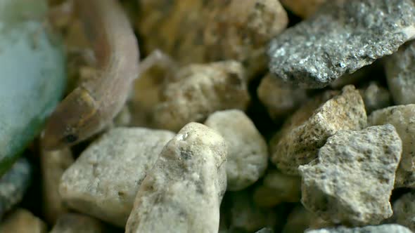 Macro shot of a tiny wild baby lizard crawling and looking for food on small rocks. alt