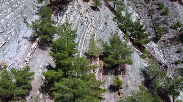 Pine trees grow on the rock. Layered rock formation, geological rock