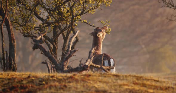 Deer Reaching And Eating Leaves On Branch Of Tree In The Forest At Sunrise. - wide shot alt