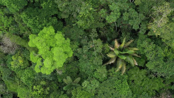 Rainforest with two very distinctive trees zooming out while rotating on a slow pace alt