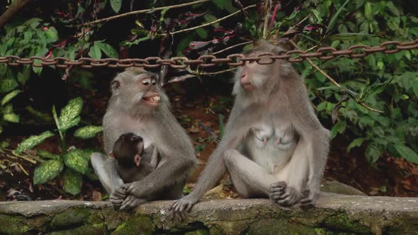 Group of monkeys (Macaca fascicularis) in Ubud Monkey Forest.  Bali, Indonesia. alt