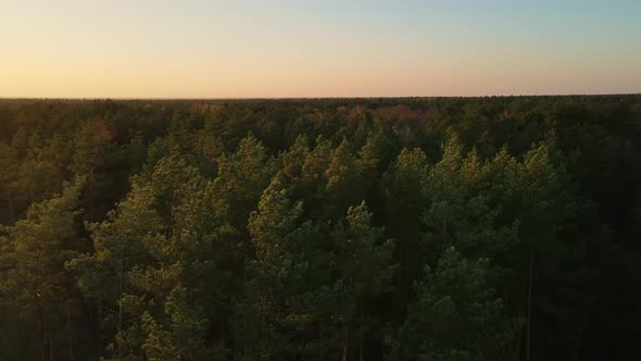 Sunset In The Autumn Forest. Aerial Shot