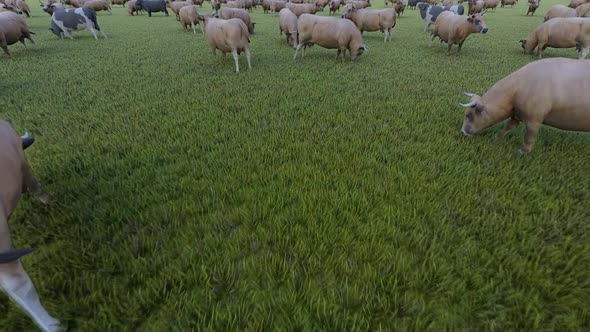 Cows Graze on Pasture - Drone Flight