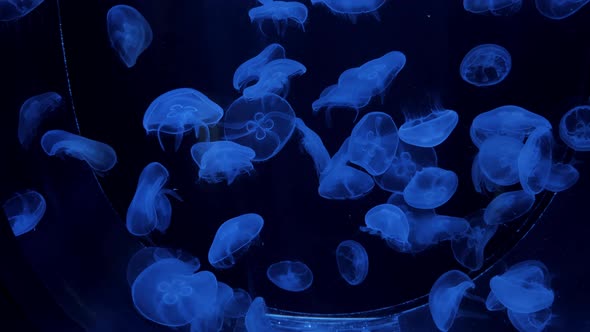 Common Jellyfish Moon or Saucer Sea Jelly Swims, Stock Footage | VideoHive