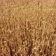 Golden Wheat Crop Agriculture Field - VideoHive Item for Sale