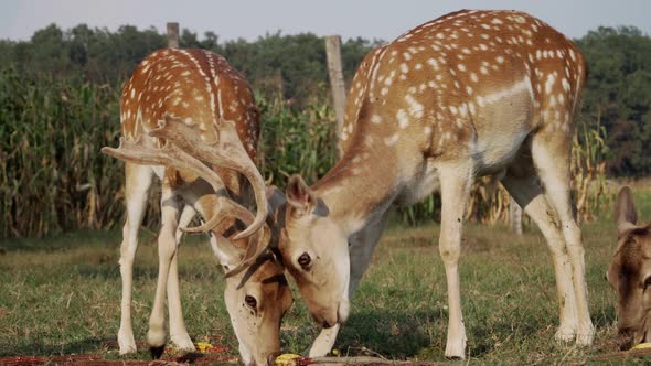 Young roe deer eating corn in a garden alt