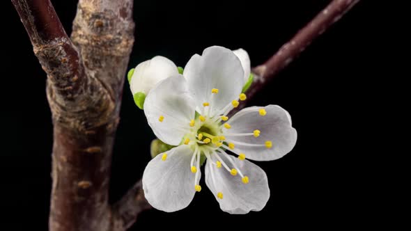 White Flowers of a Cherry Blossom on a Cherry Tree Close Up alt