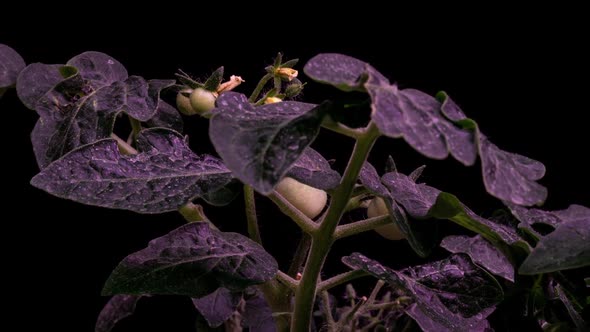Green Tomato Ripening to a Red Tomato Time Lapse alt