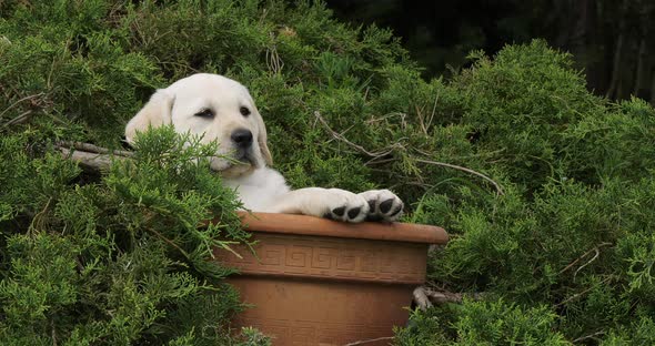 Yellow Labrador Retriever, Puppy Playing in a Flowerpot, Normandy, Slow Motion 4K alt