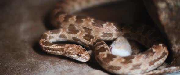 Royal snake, also known as diadem snake eating a mouse on a sandy ground. alt