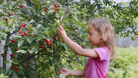 Little Girl is Eating Cherry Picking Up Berries From the Tree