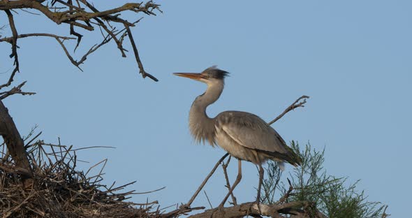 Grey herons, Ardea cinerea, Camargue,  ornithological park of Pont de Gau in France alt